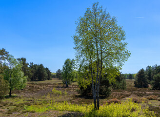 Fototapeta premium Naturschutzgebiet Schönower Heide, Schönow, Brandenburg, Deutschland