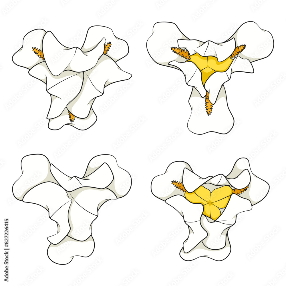 Aufkleber set of color illustrations with white iris flowers. isolated vector objects on white background.