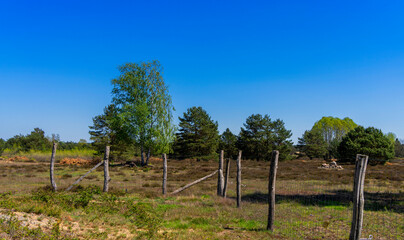 Fototapeta premium Naturschutzgebiet Schönower Heide, Schönow, Brandenburg, Deutschland