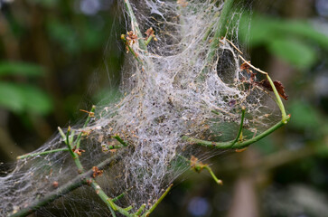 Caterpillar on tree branches. Insect problem.