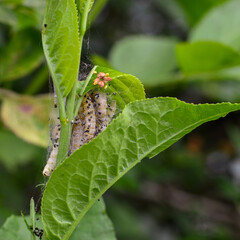 Caterpillar on tree branches. Insect problem.