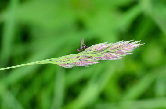 A fly and other insects sit on a flower