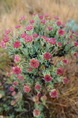 Closeup on the emerging flowers of the North-American Arrowleaf Buckwheat wildflower, Eriogonum...