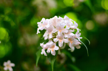 Beautiful wild flowers in Germany with blurred background