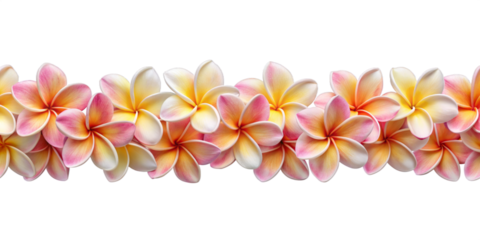 Seamless Garland of Pink Frangipani Flowers, isolated on white transparent background, png element. Plumeria seamless long border