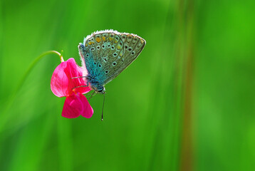 A beautiful butterfly on a small flower. Background out of focus and butterfly.