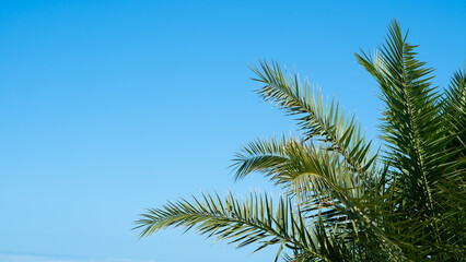 Fototapeta premium Tropical palms sway against a clear blue sky