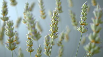 falling lavender buds in a detailed macro shot