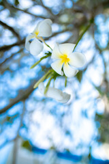 Plumeria flower on a tree. White tropical frangipani flower. Tropical landscape of beautiful plants and flowers.