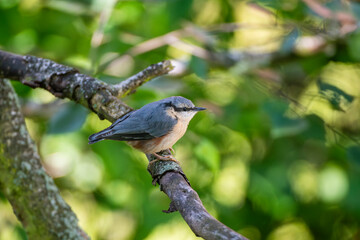 The Eurasian nuthatch (Sitta europaea). European birds in sommer.