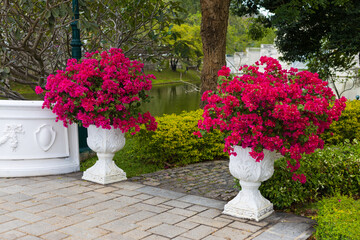 Blooming dark pink bougainvillea in white garden vases with in a summer park