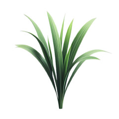 Obraz premium Acorus isolated on transparent background