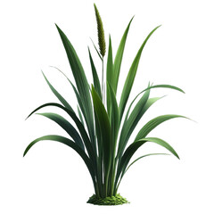 Fototapeta premium Acorus isolated on transparent background