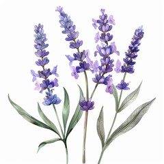 Naklejka premium Lavender, watercolor style, isolated white background, PNG di-cut style, object as model