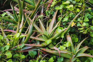 Aloe vera plant growing in nature, close-up photo.