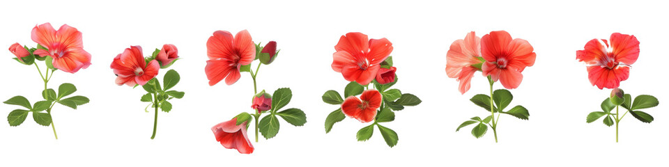 red Geranium isolated on a white background:  A vibrant red tulip flower in full bloom stands out against a clean white background