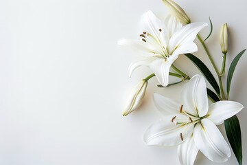Funeral lily on white background, space for text, sympathy condolence card design