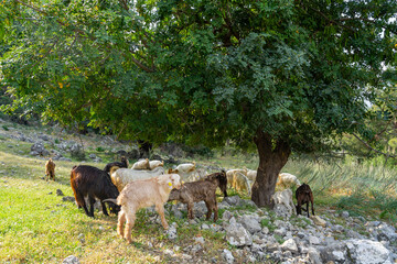 Urlaub in der Türkei: Wanderung am Lykischen Weg - Ziegenherde auf der Weide unter altem Baum