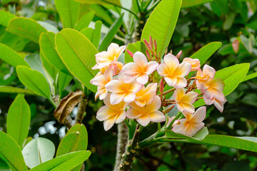 Flower and leaves of Plumeria alba, also known as Caterpillar tree, Cagoda tree, Pigeon wood,...