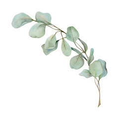 Eucalyptus laurel gum tree branch twig leaves. Hand drawn watercolor botanical illustration. Single object isolated white background. Design wedding, love cards, florist shop, Christmas bouquet.