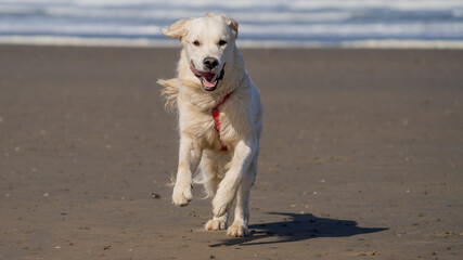 golden retriever on the beach