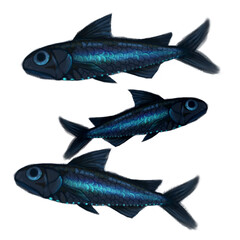 Lantern Fish