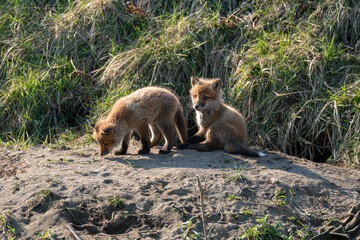 キタキツネの子供