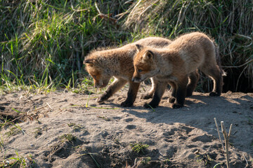 キタキツネの子供