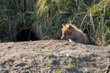 キタキツネの子供