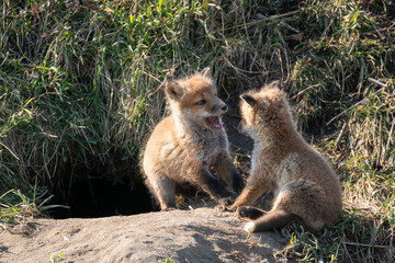 キタキツネの子供