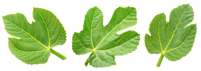 Set of different fig leaves isolated on white background. File contains clipping paths.
