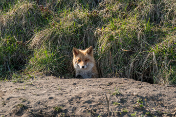 キタキツネの子供