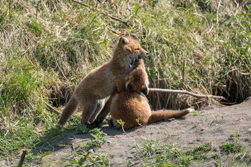 キタキツネの子供