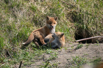 キタキツネの子供