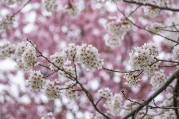 北海道の桜
