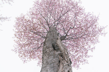 北海道の桜
