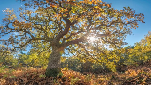 A snippet of a sunny autumn woodland and a youthful oak