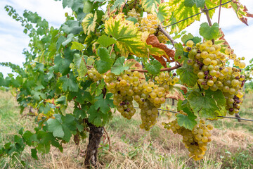 White wine grapes on the vine close up.
