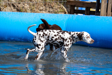 Dalmation dog at the beach in a swimming pool
