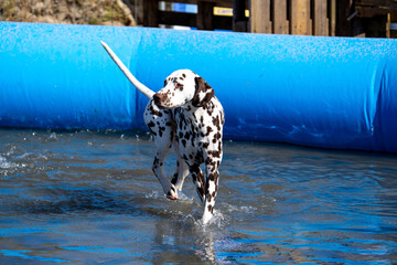 Dalmation dog at the beach in a swimming pool
