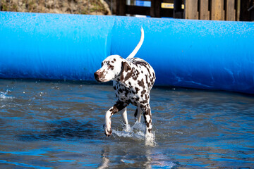Dalmation dog at the beach in a swimming pool
