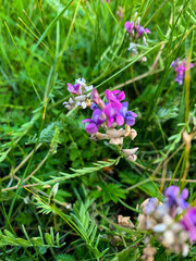 Tibet or Tibetan monastery, culture, belief, people, mountain, stupa, landscape in Ladakh, northern India, Himalaya mountain range, giantic and immense mountain, roof of the world 