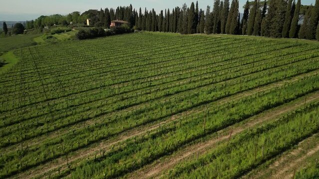 Aerial view of vineyard with rows of vines, trees, house, serene setting