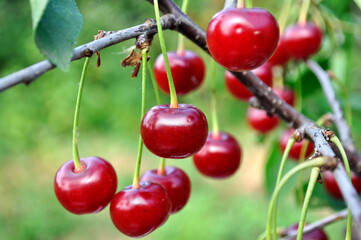   close-up of ripe cherries on a tree in the garden 