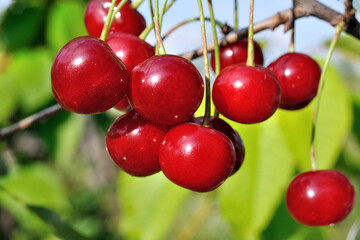   close-up of ripe cherries on a tree in the garden 