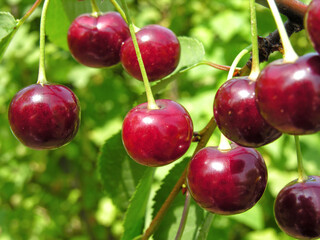   close-up of ripe cherries on a tree in the garden 