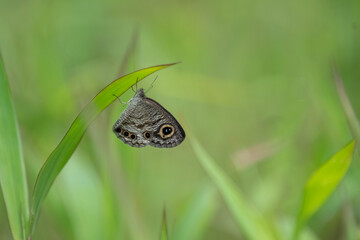 Ypthima baldus, the common five-ring, is a species of Satyrinae butterfly found in Asia