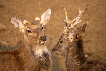 Two sika deers communicating