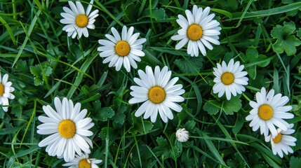 Fototapeta premium Top View of White Daisies with Yellow Centers and Green Leaves in a Lush Meadow - Generative AI