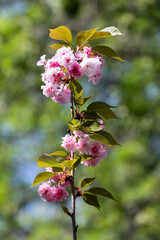 Blooming sakura branch in Belgrade Botanical Park